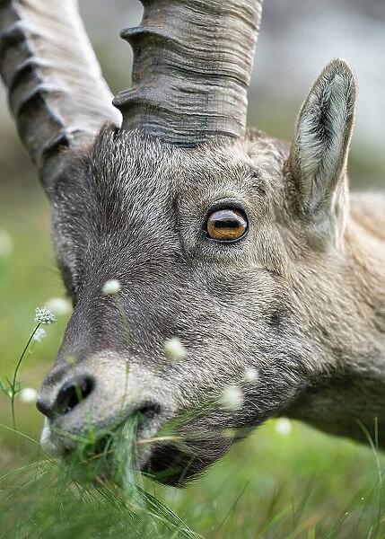 Ibex (Capra ibex) feeding on grass, head portrait, Schwyz, Switzerland. August