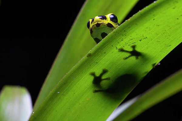 Imitating poison frog (Ranitomeya imitator) resting on leaf, Tarapoto, Peru. Cropped