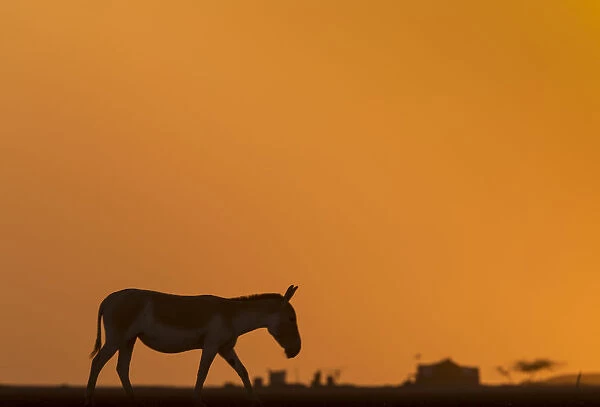Indian wild ass (Equus hemionus khur), walking at sunset, Little Rann of Kutch, Gujarat