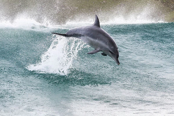 Indo-Pacific bottlenose dolphin (Tursiops aduncus) leaping out of waves, South Africa