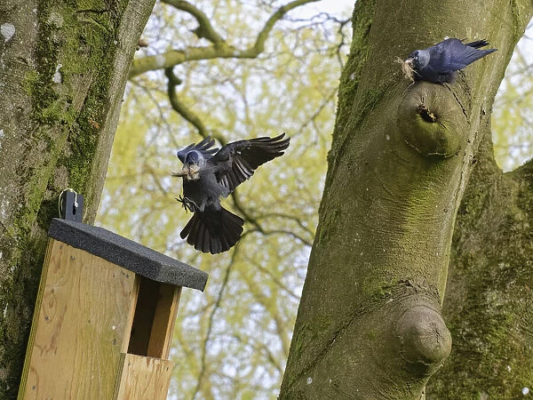 Jackdaw (Corvus monedula) pair returning with beakfuls of animal hair to line their nest after evicting a pair of Grey squirrels from the nest box, Wiltshire, UK, March