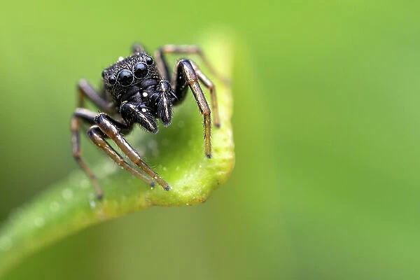 Jumping spider (Heliophanus sp. ) portrait, Lucerne, Switzerland. April