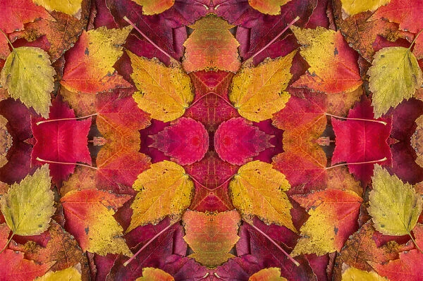 Kaleidoscopic image of autumn leaves. UK