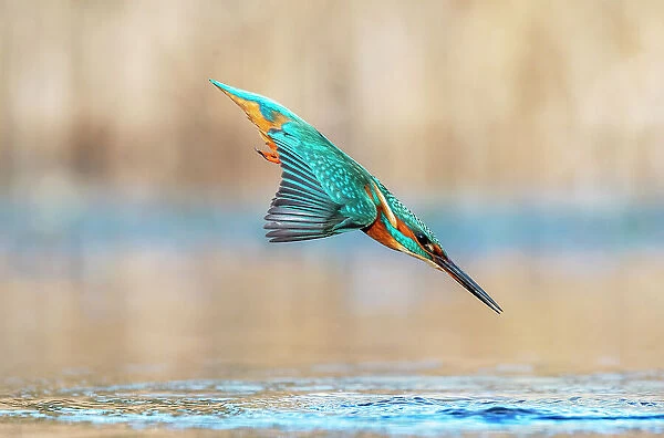 Kingfisher (Alcedo atthis) diving into water to catch fish, Near Bourne, Lincolnshire, England, UK. January