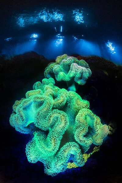 Leather corals (Sarcophyton sp. ) fluoresce at night under blue light on a coral reef