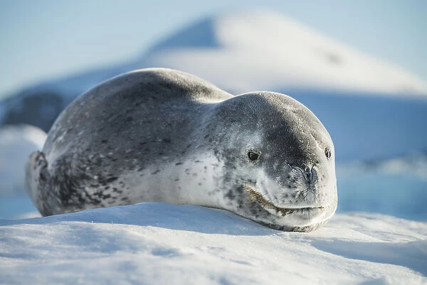 Leopard seal (Hydrurga leptonyx) resting in an iceberg, Port Charcot, Antarctic Peninsula