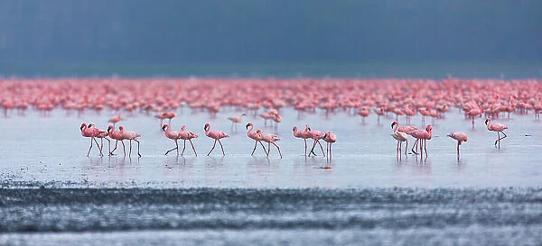Lesser flamingo (Phoeniconaias minor) flock in lake Nakuru, Kenya