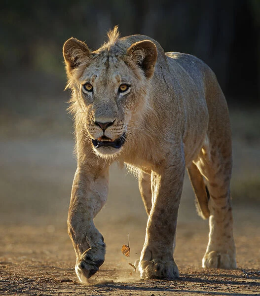 Lion (Panthera leo) young male, Mana Pools National Park, Zimbabwe