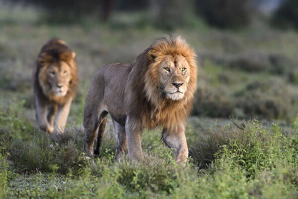 Lions (Panthera leo) - two brothers patrolling territorial boundary at border of Serengeti  /  Ngorongoro Conservation Area (NCA) near Ndutu, Tanzania