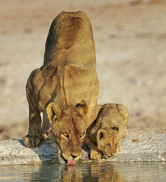 Lions (Panthera leo), female with cub, drinking at waterhole. Etosha National Park, Namibia. August