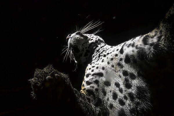 Low angle view of Jaguar (Panthera onca) patrolling its territory at night, La Papalota, Nayarit, Mexico. Camera trap image