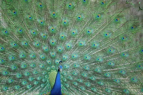 Male Common peafowl (Pavo cristatus) displaying feathers, Ranthambore NP, Rajasthan, India