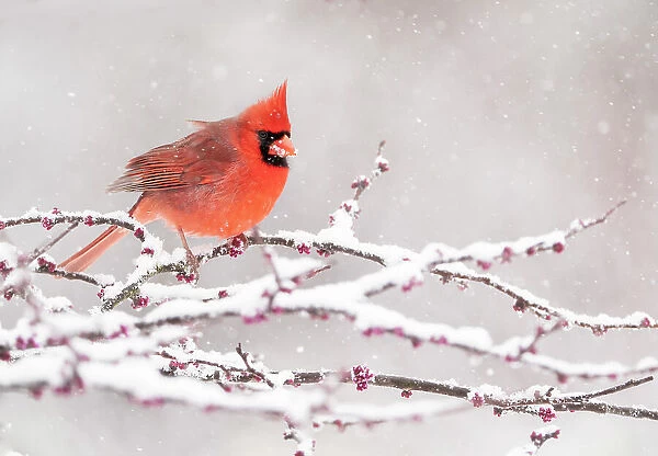 Male Northern cardinal (Cardinalis cardinalis), in breeding plumage, perched in snow-covered Eastern redbud (Cercis canadensis) tree during spring snowstorm, Freeville, New York, USA. April