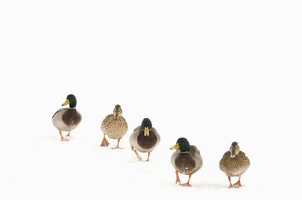 Five Mallard (Anas platyrhynchos) walking in a line across snow. Three males and two females. The Netherlands, January