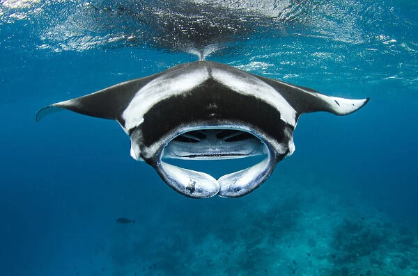 Manta ray (Mobula alfredi) with mouth open, feeding on plankton near the surface, Hanifaru Lagoon, Baa Atoll, Maldives, Indian Ocean