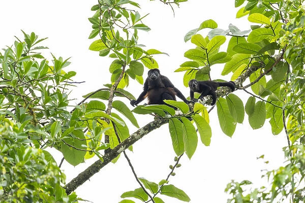 Mantled howler monkey (Alouatta palliata) female and young in tree
