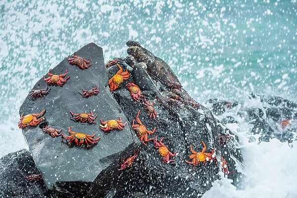 Marine iguana (Amblyrhynchus cristatus) and Sally-lightfoot crabs (Grapsus grapsus) on rocks at high-tide with sea spray, Galapagos Islands, South America
