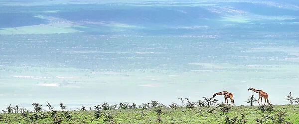 Masai Giraffes (Giraffa camelopardalis) on open plains browsing Whistling Thorn Acacia (Acacia drepanolobium). Slopes of the Ngorongoro Highlands with the Serengeti Plains beyond, Tanzania. (Digitally stitched image.)