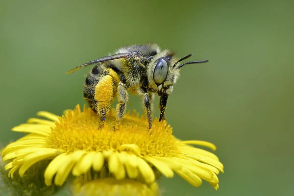 Mining bee  /  Little flower bee (Anthophora bimaculata) taking nectar and pollen