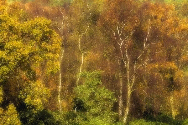 Mixed species woodland in autumn, including Silver birch trees (Betula pendula)