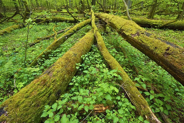 Moss covered fallen trees in old mixed conifer and broadleaf forest, Punia Forest Reserve