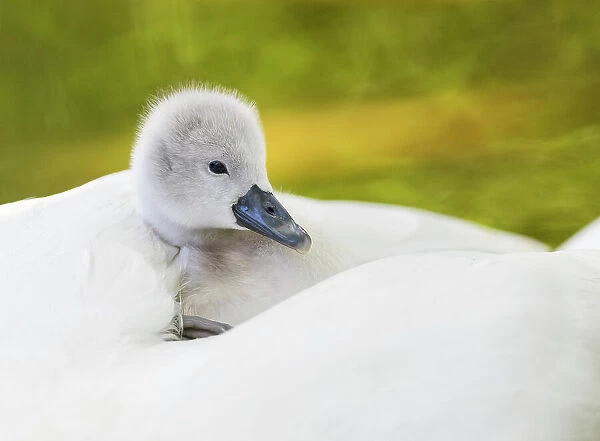 Mute swan (Cygnus olor) cygnet resting on parent's back. London, UK. April