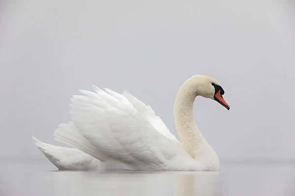 Mute swan (Cygnus olor) on a misty morning, with wings raised up in aggressive stance