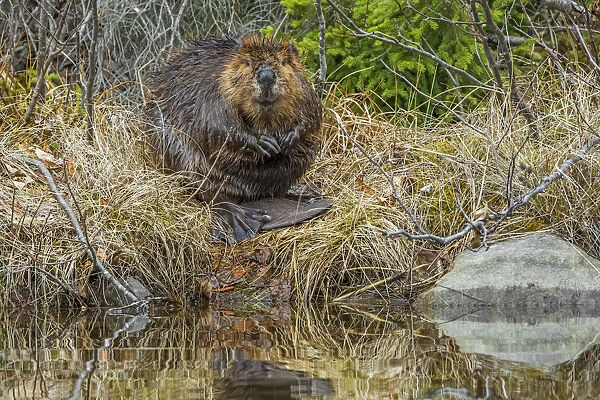 North American Beaver (Castor canadensis) grooming at the side of the pond. Acadia National Park