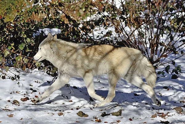 North-western wolf (Canis lupus occidentalis) captive occurs in northwestern USA