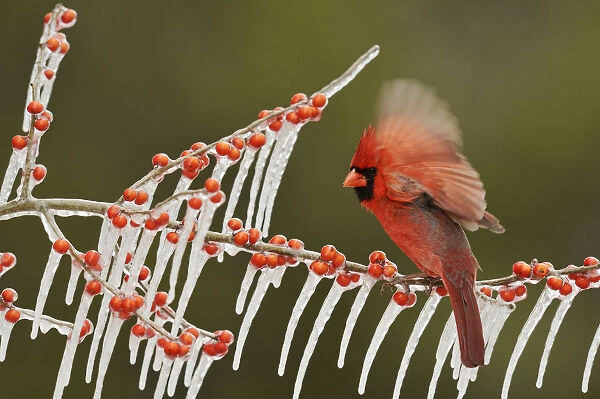 Northern Cardinal (Cardinalis cardinalis), adult male perched on icy branch of Possum Haw Holly