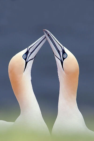Northern gannet (Morus bassanus) pair, courtship, Heligoland, Germany