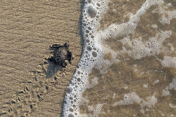 Olive ridley turtle (Lepidochelys olivacea) newborn hatchling arriving at Pacific ocean during arribada, mass nesting event. Pacific coast, Oaxaca state, Mexico. November