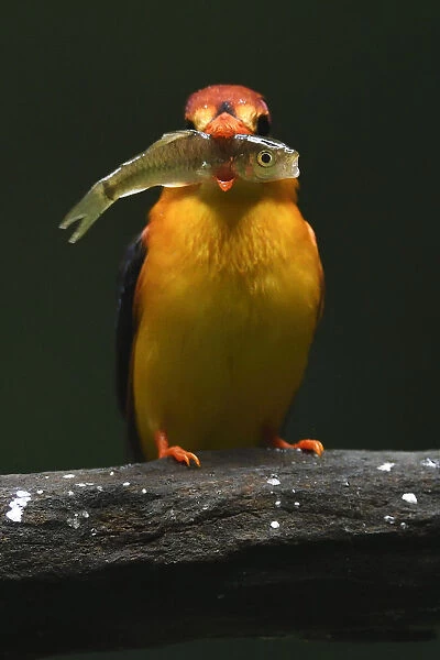 Oriental dwarf kingfisher (Ceyx erithacus) catching and eating a fish at Tongbiguan Nature Reserve