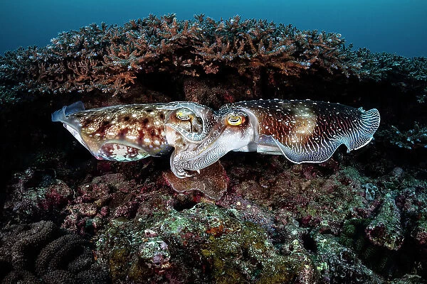Pair of Broadclub cuttlefish (Sepia latimanus) mating in a coral reef, Kagoshima Prefecture, Japan. Having succeeded in gaining the female's acceptance, the male on the right has wrapped his arms around the female's head