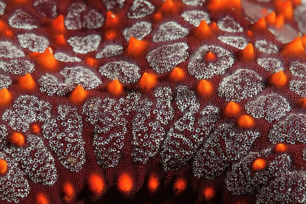 Panamic cushion sea star (Pentaceraster cumingi) detail. Huatulco Bays National Park, Oaxaca state, Mexico, Pacific Ocean. November