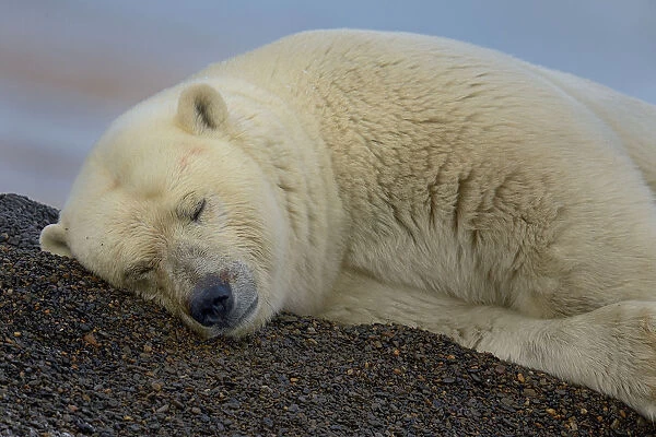 Polar bear (Ursus maritimus) resting on sand, Kaktovik, Alaska, USA, September
