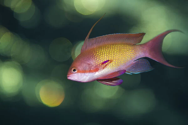 Portrait of male Scalefin anthias (Pseudanthias squamipinnis) swimming in open water