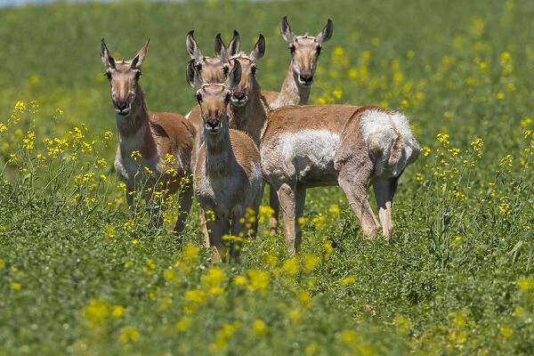 Pronghorn antelope (Antilocapra americana) females, Saskatchewan, Canada
