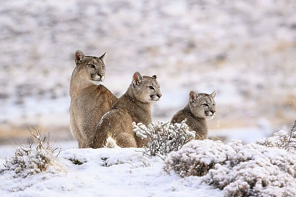 Puma (Puma concolor) female with two cubs, aged six months, sitting in fresh snow, Torres del Paine National Park, Patagonia, Chile