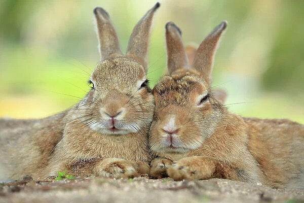 Rabbits resting with alert ears, Okunoshima Rabbit Island, Takehara, Hiroshima, Japan