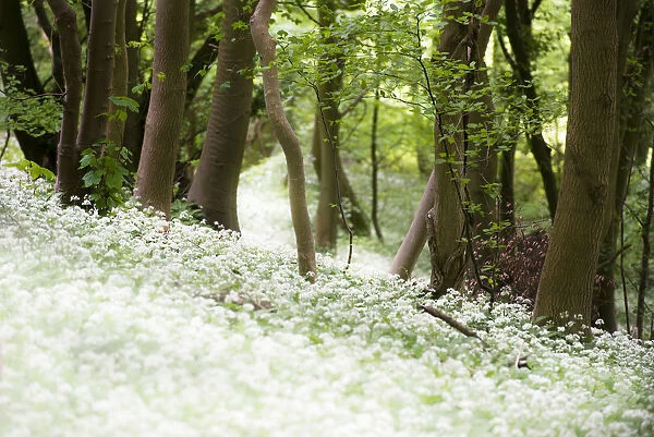 Ramsons or wild garlic (Aliium ursinum) Westridge Woods, Gloucestershire, England, UK, May