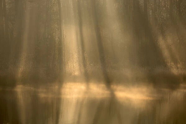 Rays of light in a fen on a misty morning, Oisterwijkse Bossen en Vennen Reserve