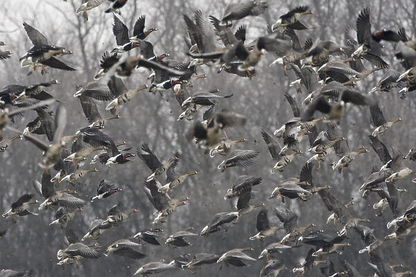 Red breasted geese (Branta ruficollis) and White fronted geese (Anser albifrons) in flight