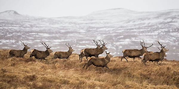 Red deer (Cervus elaphus) stags running in herd across moorland, February