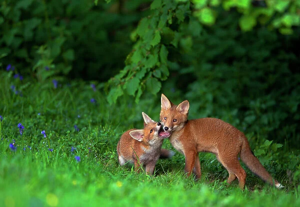 Two Red fox (Vulpes vulpes) cubs playfighting on the fringes of a field, Derbyshire, UK. May