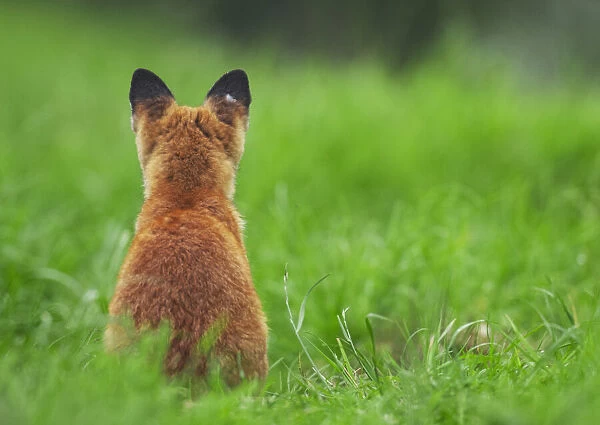 Red fox (Vulpes vulpes) rear view sitting on grass close to its den, Derbyshire, UK