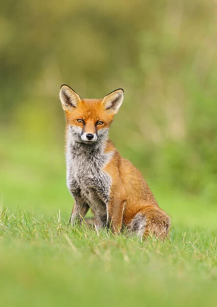 Red Fox (Vulpes vulpes) sitting on grass bank. London, UK. October