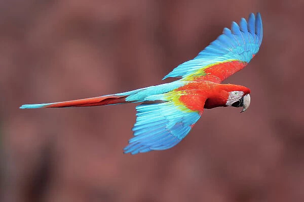 Red and green macaw (Ara chloropterus) in flight, Burraco das Araras, Pantanal wetlands, Mato Grosso do Sul, Brazil