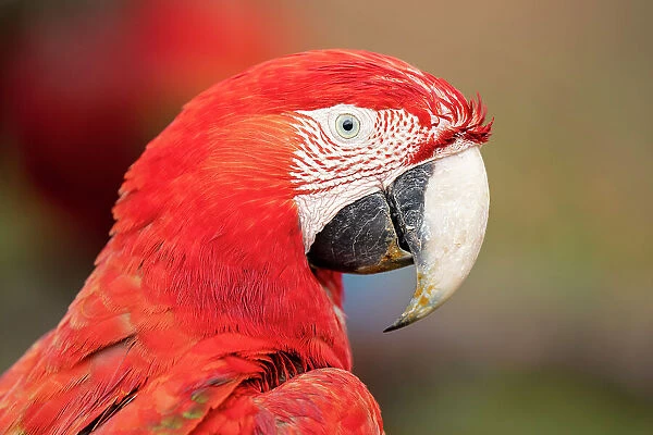 Red and green macaw (Ara chloropterus) head portrait, Burraco das Araras, Pantanal wetlands, Mato Grosso do Sul, Brazil