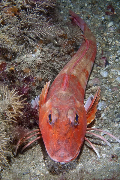 Red Gurnard (Aspitrigla  /  Chelidonichthys cuculus). Les Dents, Sark, British Channel Islands, July